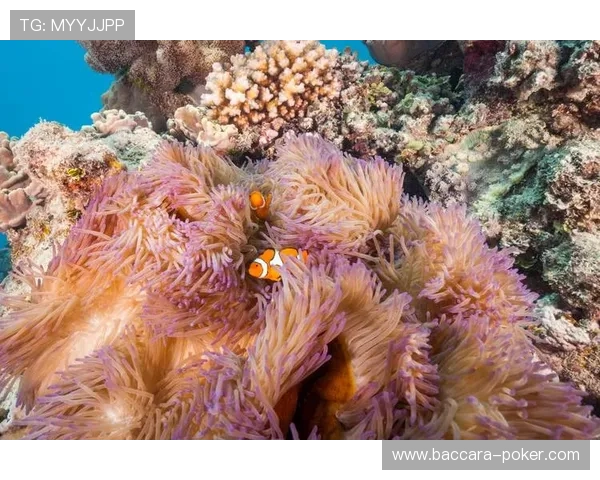 奥克萨：探索人类智慧与自然奇迹交汇的神秘世界